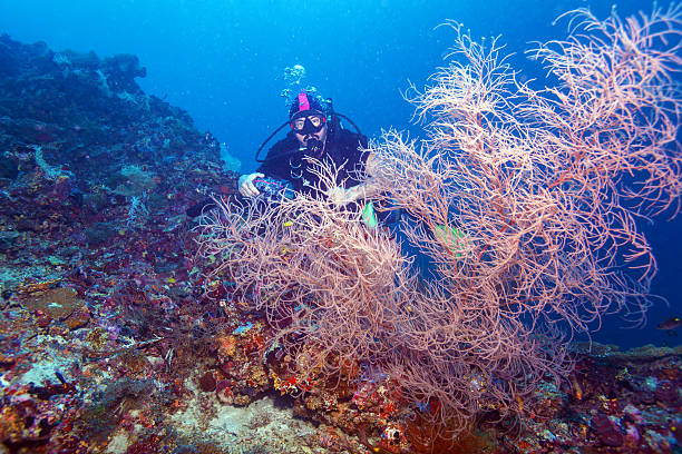istock Scuba Diver at Bottom of Reef 496822656