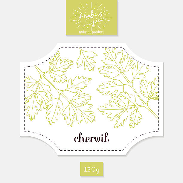 Product sticker with hand drawn chervil leaves. Spicy herbs packaging Product sticker with hand drawn chervil leaves. Spicy herbs packaging design. Food label template. Vector illustration cerefolium stock illustrations