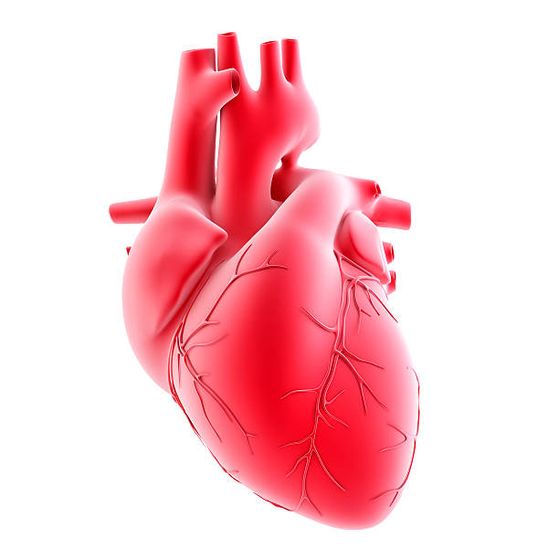 istock Human heart. 3d illustration. Isolated, contains clipping path 496823584