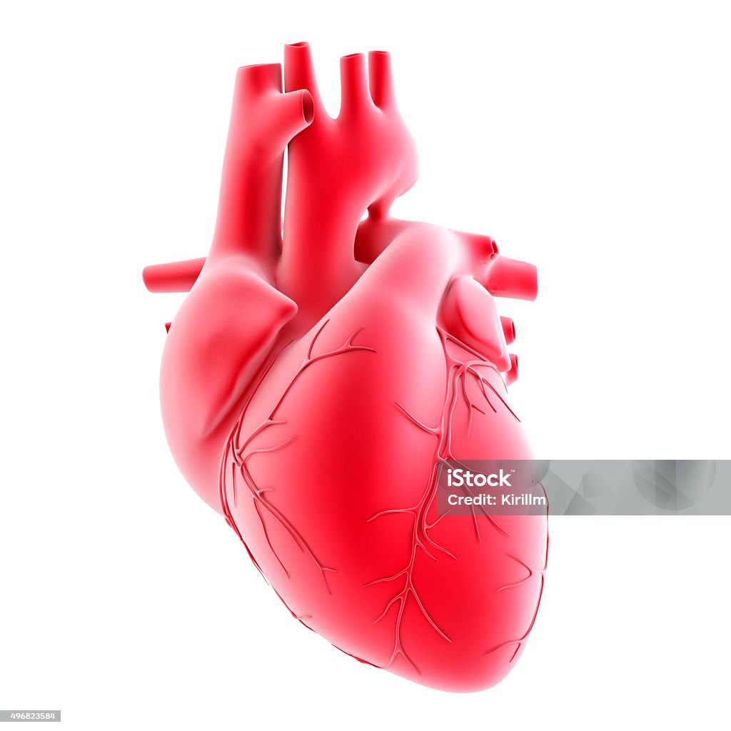 Human heart. 3d illustration. Isolated, contains clipping path Human Heart Stock Photo