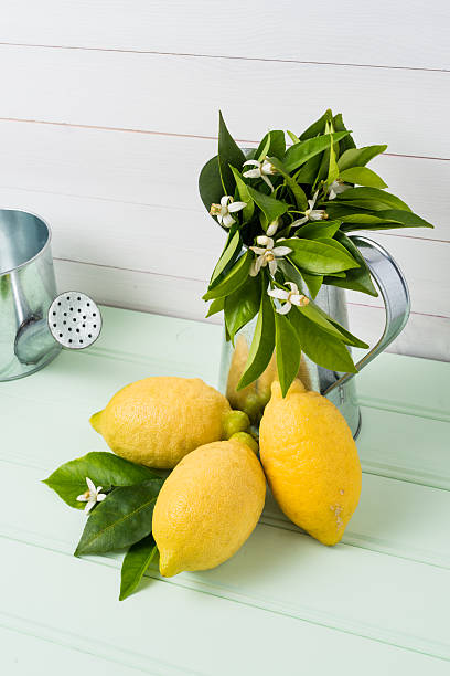 istock Limes and vintage metal retro watering cans 496824572