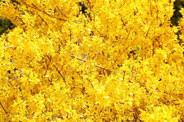 istock Yellow Flowers. Beautiful Forsythia Bush Bloom in Springtime 496824888