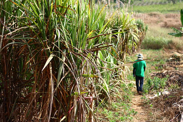 zuckerrohr und arbeiter - cut sugar cane stock-fotos und bilder