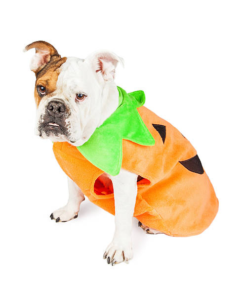 istock Bulldog Dressed As Halloween Pumpkin 496825294