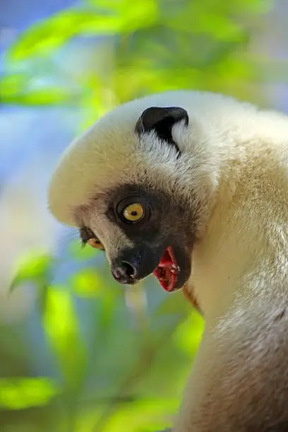 A Coquerel's Sifaka (Propithecus coquereli) looks down from a tree in the Andasibe-Mantadia National Park in Madagascar. Sifakas are a genus of lemur from the family Indriidae within the order Primates.