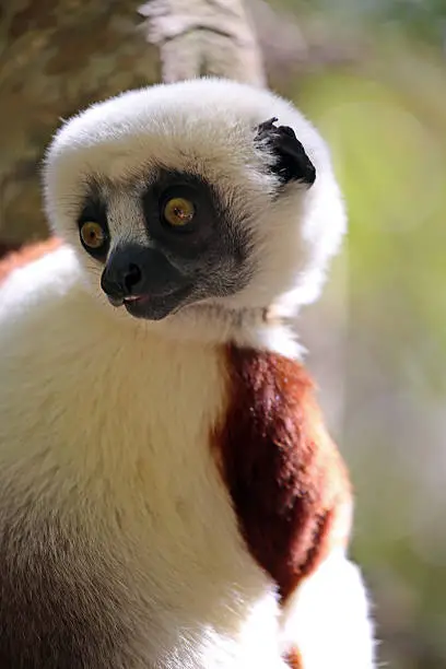 A close up of a Coquerel's Sifaka (Propithecus coquereli) in the Andasibe-Mantadia National Park in Madagascar. Sifakas are a genus of lemur from the family Indriidae within the order Primates.