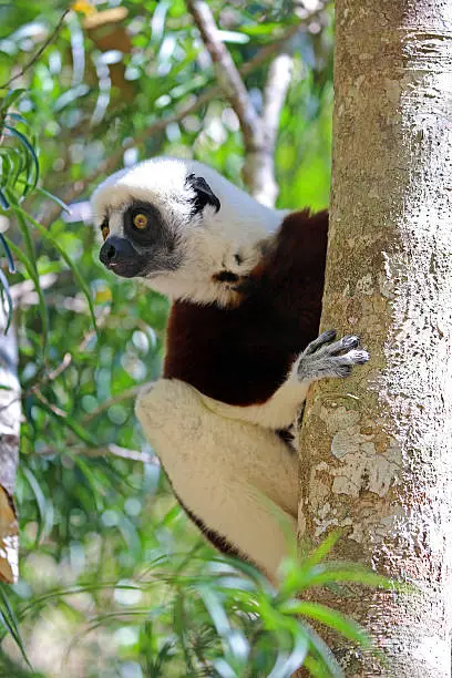 A Coquerel's Sifaka (Propithecus coquereli) hangs from a tree in the Andasibe-Mantadia National Park in Madagascar. Sifakas are a genus of lemur from the family Indriidae within the order Primates.
