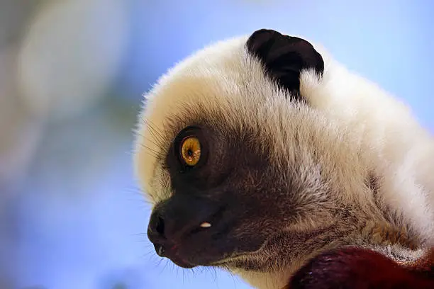 A close up of a Coquerel's Sifaka (Propithecus coquereli) in the Andasibe-Mantadia National Park in Madagascar. Sifakas are a genus of lemur from the family Indriidae within the order Primates.