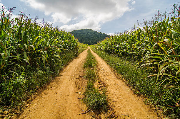 street in corn field at countryside