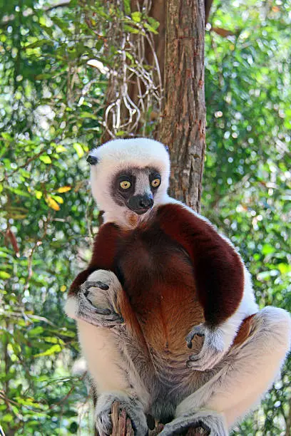 A Coquerel's Sifaka (Propithecus coquereli) sits on a tree in the Andasibe-Mantadia National Park in Madagascar. Sifakas are a genus of lemur from the family Indriidae within the order Primates.