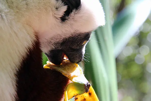 A Coquerel's Sifaka (Propithecus coquereli) eating a banana in the Andasibe-Mantadia National Park in Madagascar.