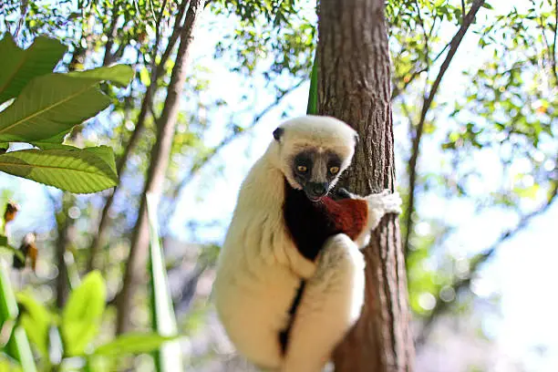 A Coquerel's Sifaka (Propithecus coquereli) hangs from a tree in the Andasibe-Mantadia National Park in Madagascar. Sifakas are a genus of lemur from the family Indriidae within the order Primates.