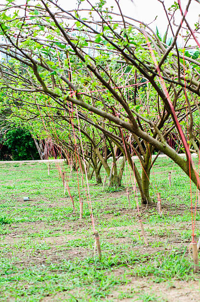 istock Mulberry tree in plantation at countryside 496826818