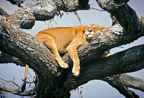 Lion sleeping in a tree - Serengeti