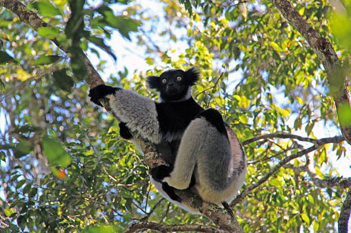 A Indri Lemur (Indri indri indri) hangs from a tree in the Andasibe-Mantadia National Park in Madagascar. A primate, lemurs spend most of their time in the trees.