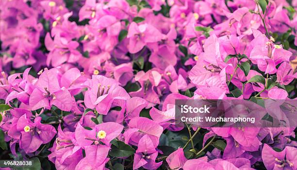 Bougainvillea Flower Stock Photo - Download Image Now - 2015, Abstract, Backgrounds