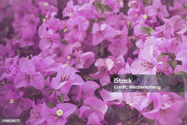 Bougainvillea Flower Stock Photo - Download Image Now - 2015, Abstract, Backgrounds