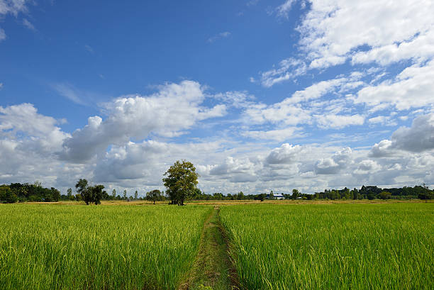 istock rural road  in to the field. 496828214
