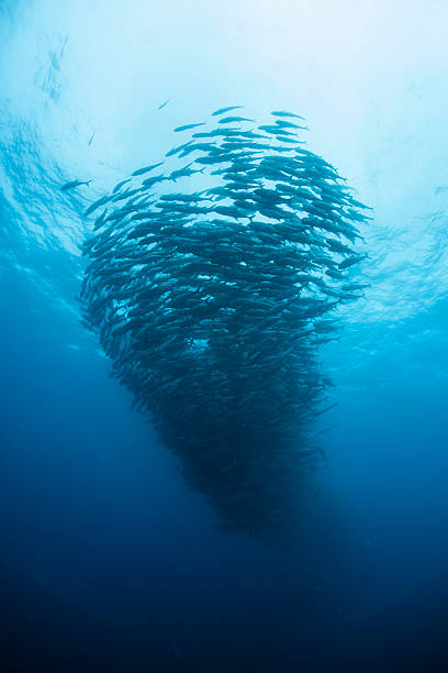 Swirling School of Jacks in Pacific Ocean