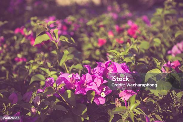 Bougainvillea Flower Stock Photo - Download Image Now - 2015, Abstract, Backgrounds