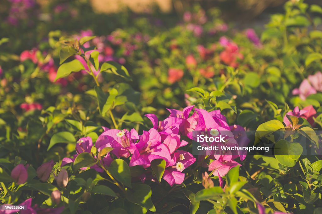 Bougainvillea flower Bougainvillea flower  in garden. 2015 Stock Photo