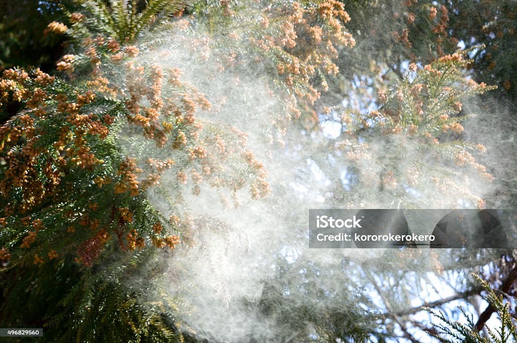 Zedernpollen - Lizenzfrei Pollen Stock-Foto