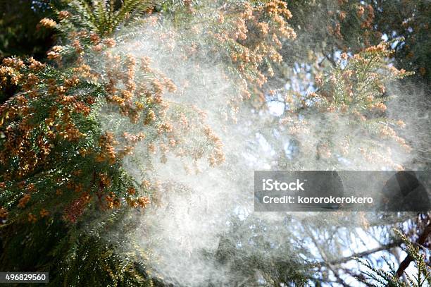 Zedernpollen Stockfoto und mehr Bilder von Pollen - Pollen, Zypresse, Heuschnupfen