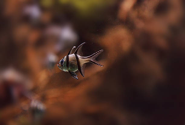 istock Proud cardinalfish, Pterapogon kauderni 496829900