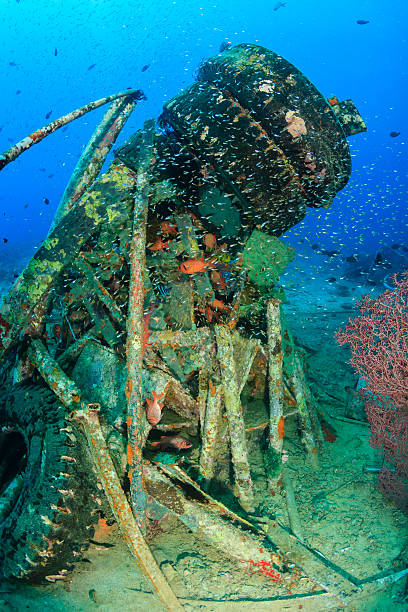 istock Glassfish, Grouper and other fish around underwater manmade debris 496829909