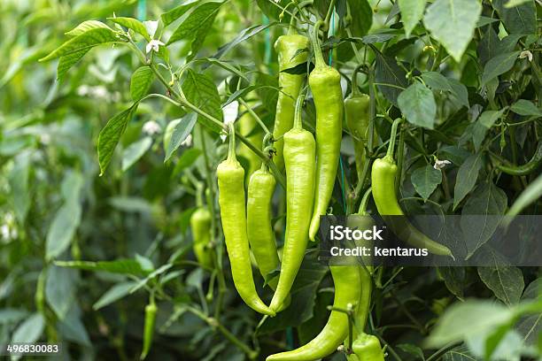 Green Chilli On Farm Field Stock Photo - Download Image Now - Green Chili Pepper, Green Bell Pepper, Green Peppercorn