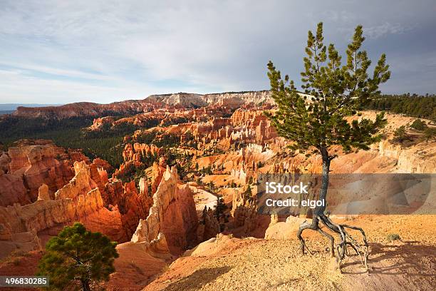 Parco Nazionale Bryce Canyon Anfiteatro Con Albero - Fotografie stock e altre immagini di Albero