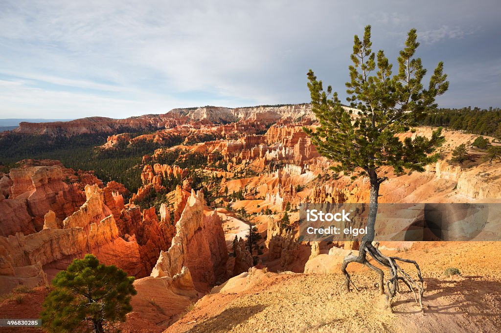 Parque Nacional de Bryce Canyon: Amphitheatre com Árvore - Royalty-free Alto - Descrição Física Foto de stock