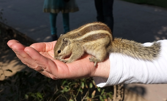The Northern Palmsquirrel (also called five-striped palm squirrel) is fairly common in urban areas, even in large cities such as Delhi and Kolkata.   In crowded urban areas the squirrel sometimes get used to people.