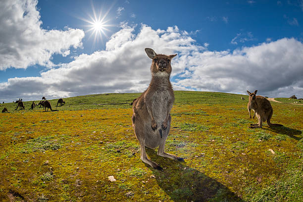 istock Kangaroo looking at you on the grass 496830326