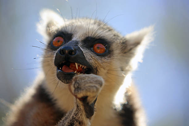 A Ring-Tailed Lemur (Lemur catta) in the Isalo National Park in Madagascar.