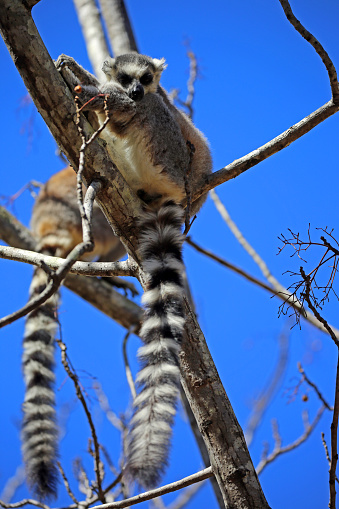 A pair of Ring-Tailed Lemur (Lemur catta) hang onto a tree in the Isalo National Park in Madagascar.