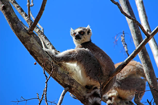 A Ring-Tailed Lemur (Lemur catta) sits on a branch of a tree in the Isalo National Park in Madagascar.