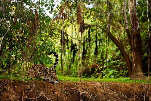 Jaguar on the Tres Irmãos River area in the Pantanal of Mato Grosso. This is one of the wildest areas in Brazil and attracts a lot of tourists from all over the world to see the big cat. This individual was there guarding an alligator carcass nearby, he killed two days before.