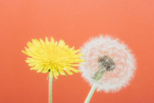 Old fashion image, 80s or 90s, with dandelion on red background