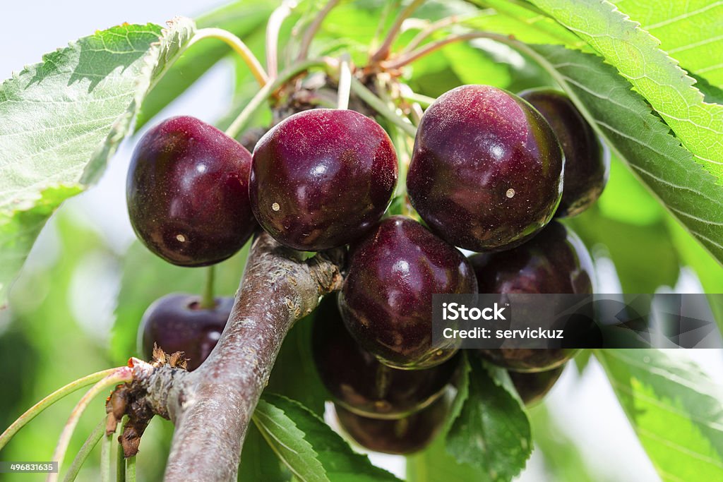 Bunches of ripe juicy cherry dark bordo berry Bunches of ripe juicy cherry dark bordo berry on tree branch with sunlit leafage Cherry Stock Photo