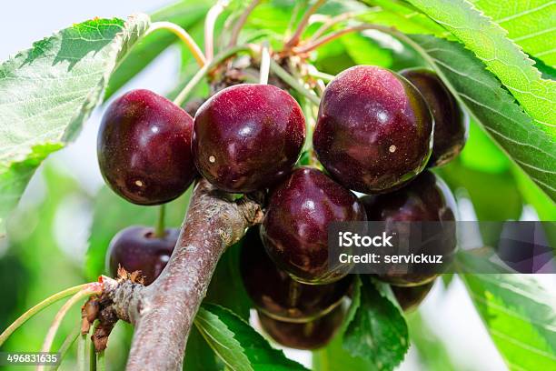 Bunches Of Ripe Juicy Cherry Dark Bordo Berry Stock Photo - Download Image Now - Cherry, Dark, Tree