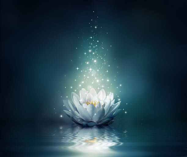 magic flor en agua - lillypad lily water lily water fotografías e imágenes de stock
