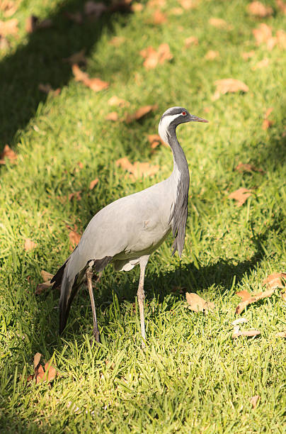 istock Blue crane, Anthropoides paradiseus 496831722