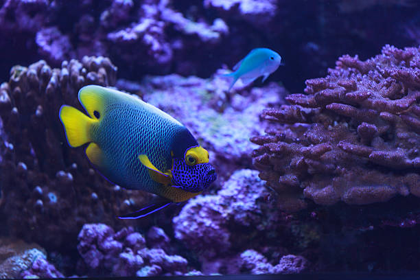 istock Bluefaced angelfish, Pomacanthus xanthometopon 496831916