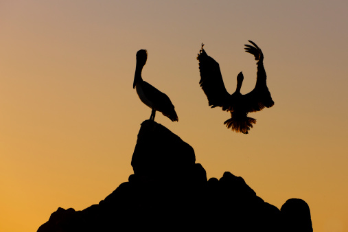Brown pelicans finding a resting place while feeding at sunset in Puerto Escondido, Oaxaca, Mexico.