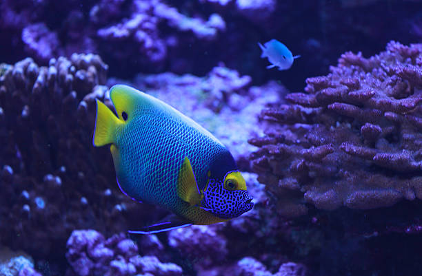 istock Bluefaced angelfish, Pomacanthus xanthometopon 496831960