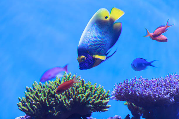 istock Bluefaced angelfish, Pomacanthus xanthometopon 496832088