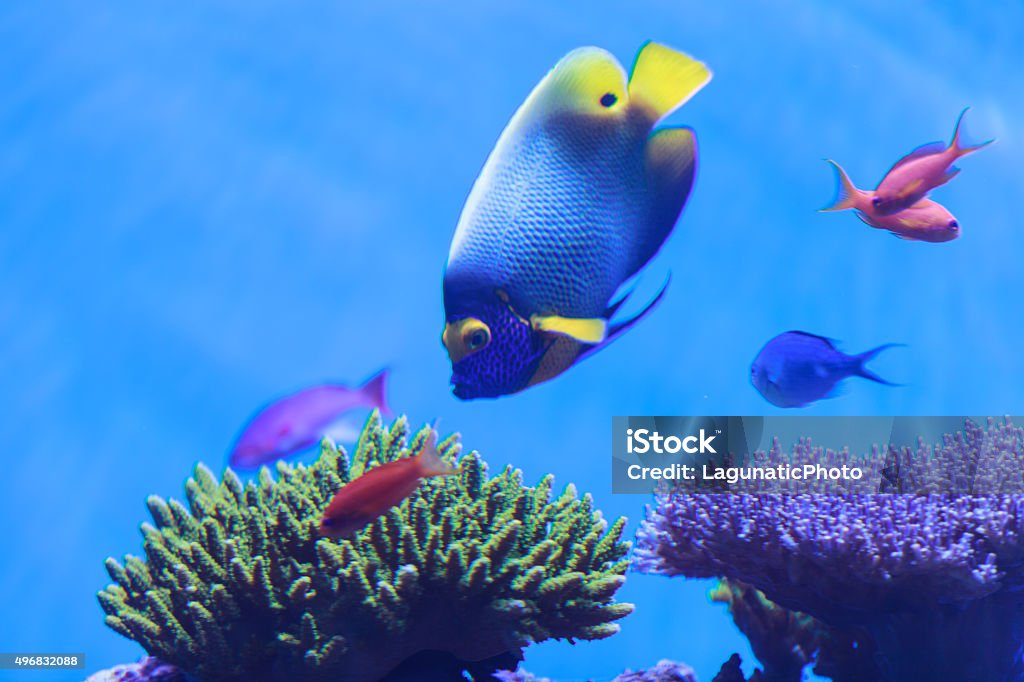 Bluefaced angelfish, Pomacanthus xanthometopon Bluefaced angelfish, Pomacanthus xanthometopon, can be found along the tropical reef 2015 Stock Photo