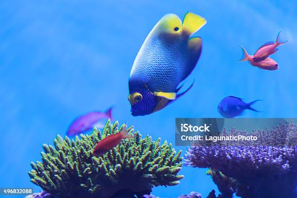 Bluefaced Angelfish Pomacanthus Xanthometopon Stock Photo - Download Image Now - 2015, Adventure, Angelfish