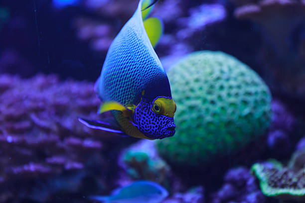 istock Bluefaced angelfish, Pomacanthus xanthometopon 496832192